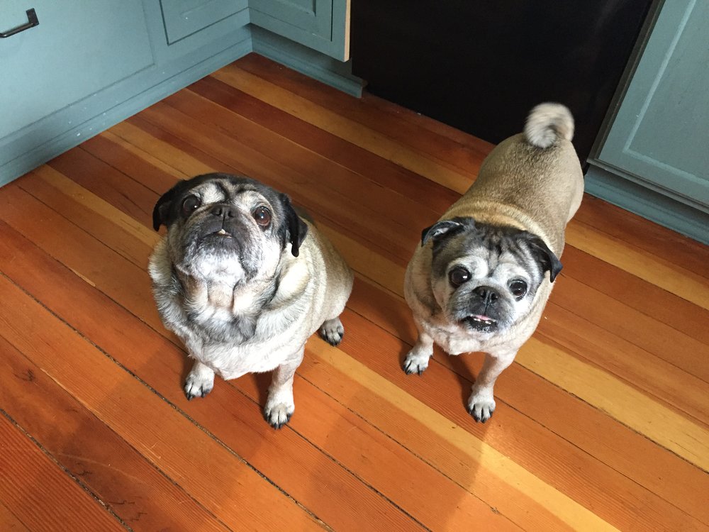 The Best Pug Renters A Landlord Could Ask For