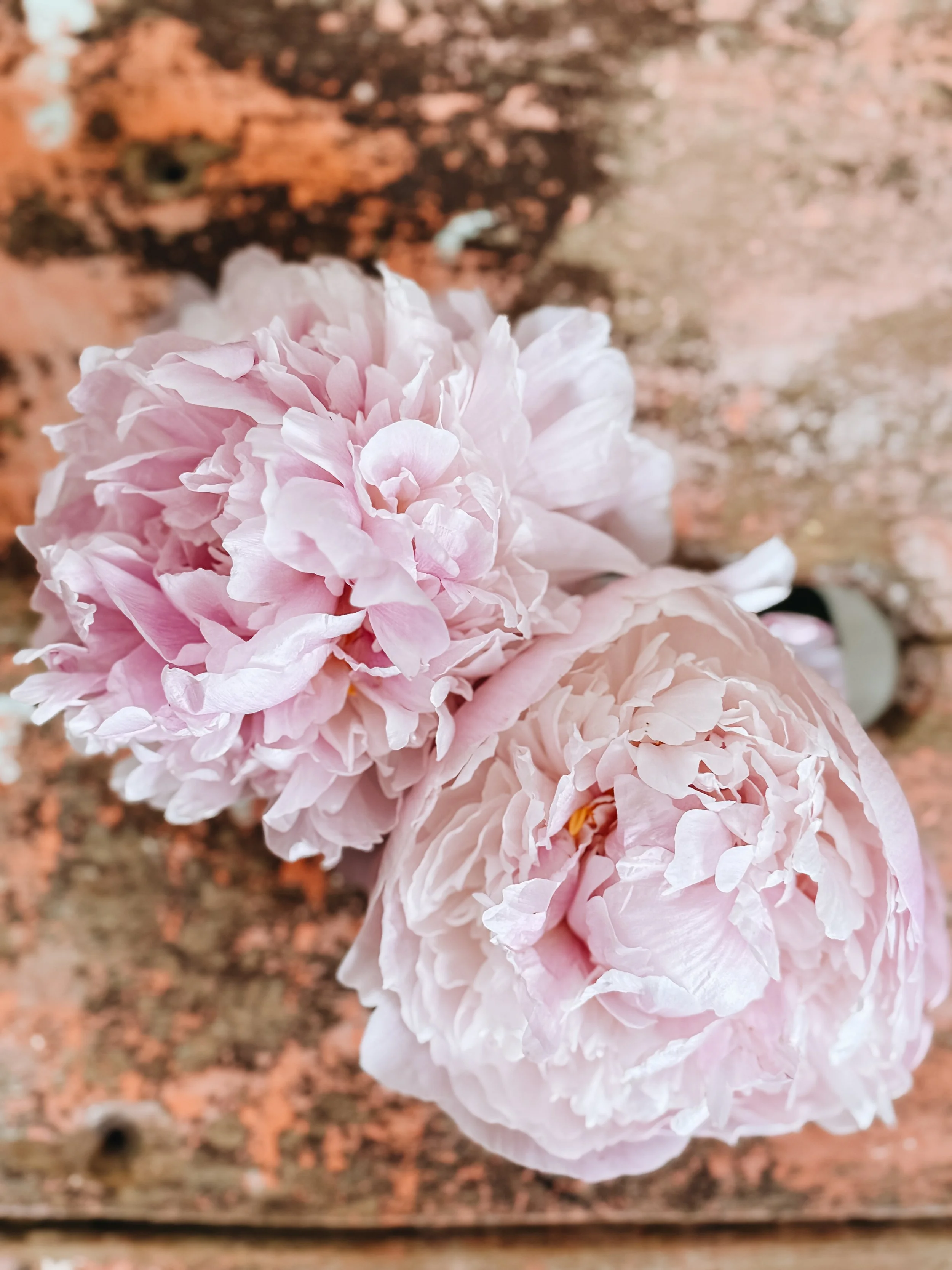Peony Workshop 15th May