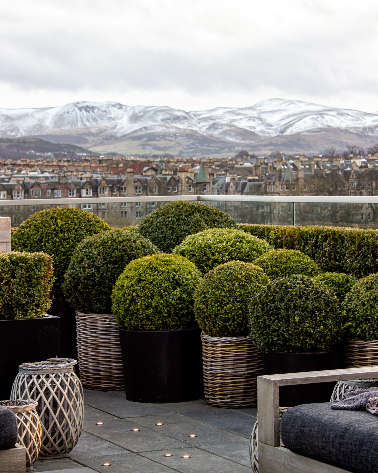 Buxus on our rooftop Garden Design, Edinburgh