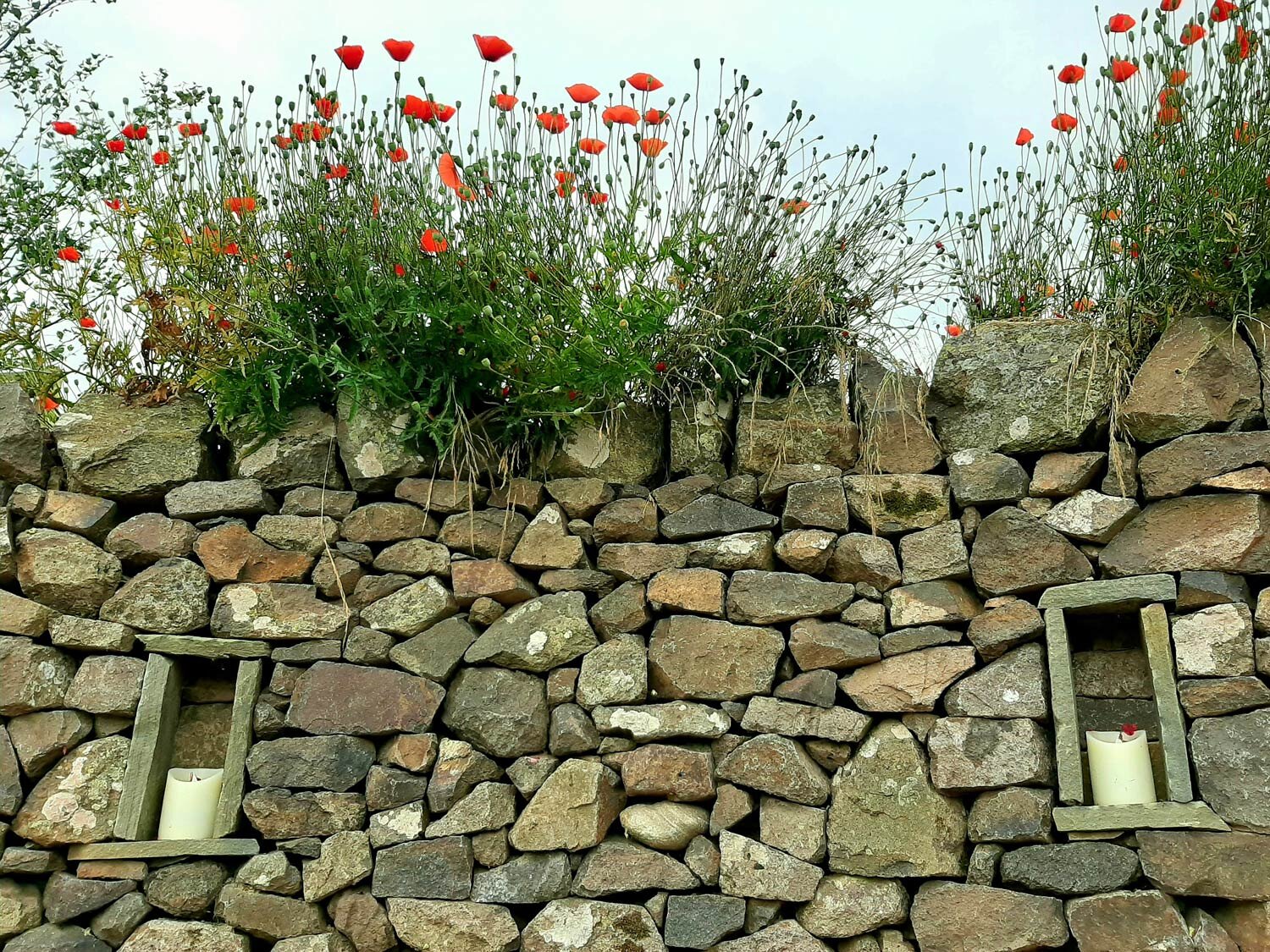 Drystone Wall and Poppies  - Garden Design and Landscaping in Perthshire