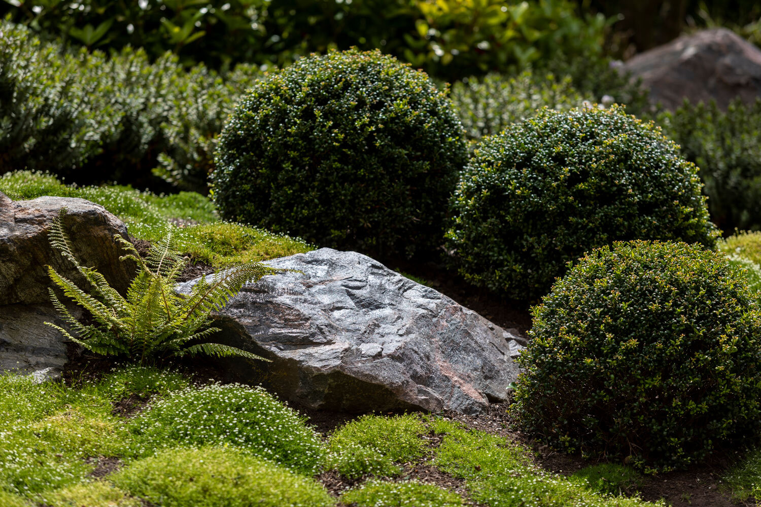Ilex crenata Topiary Balls in Japanese Garden Design,Edinburgh