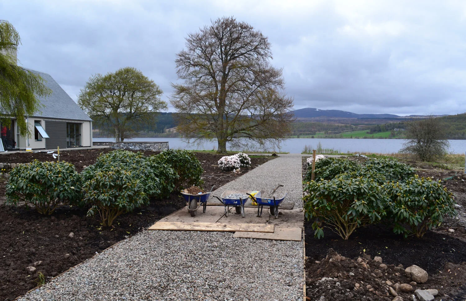 Planting-Specimen-Rhododendrons.jpg