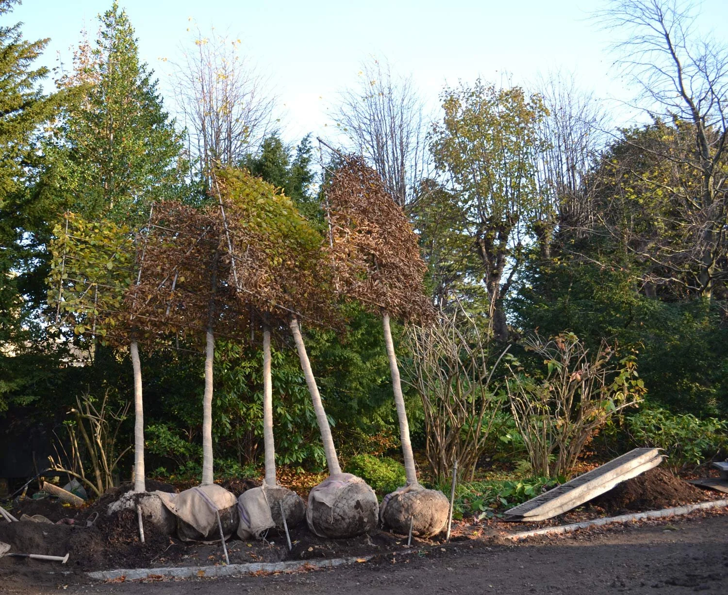 Pleached-Trees-Edinburgh.jpg
