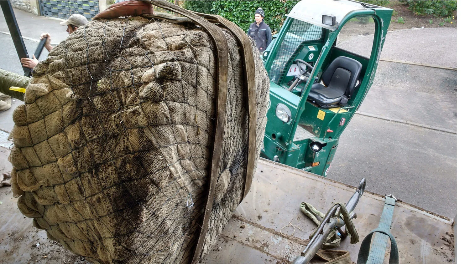 Specimen-Tree-on-Lorry.jpg