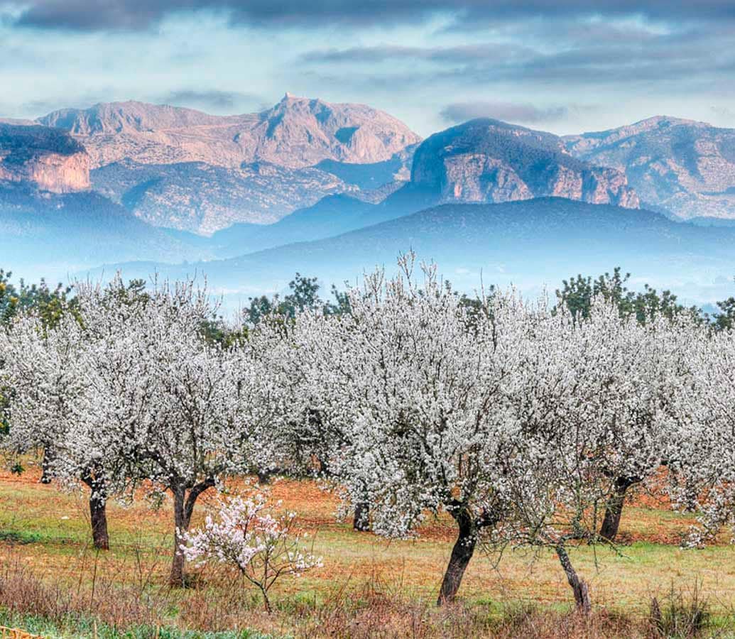 almendras.jpg