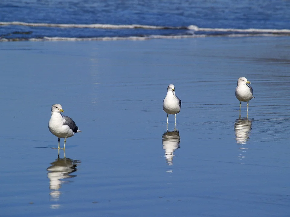 seagulls-51019_960_720.jpg