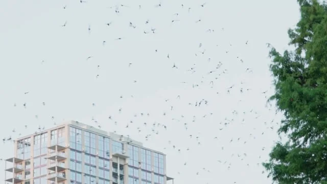 See The World's Largest Urban Bat Colony