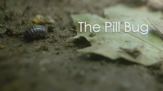 Meet The Pill Bug