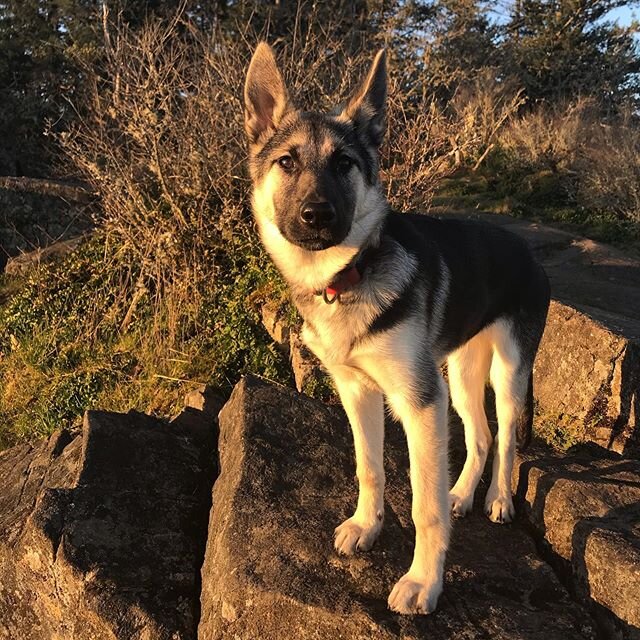 Just a happy pup enjoying the early morning rays on top of Bear Hill. 🐾💕⁣
⁣
#Getoutside #Listentotheforest #listentothetrees⁣
#shepskypuppy #shepsky⁣
#shepskysofinstagram⁣
#vancouverislandlife #gratitudeeveryday #dogslife