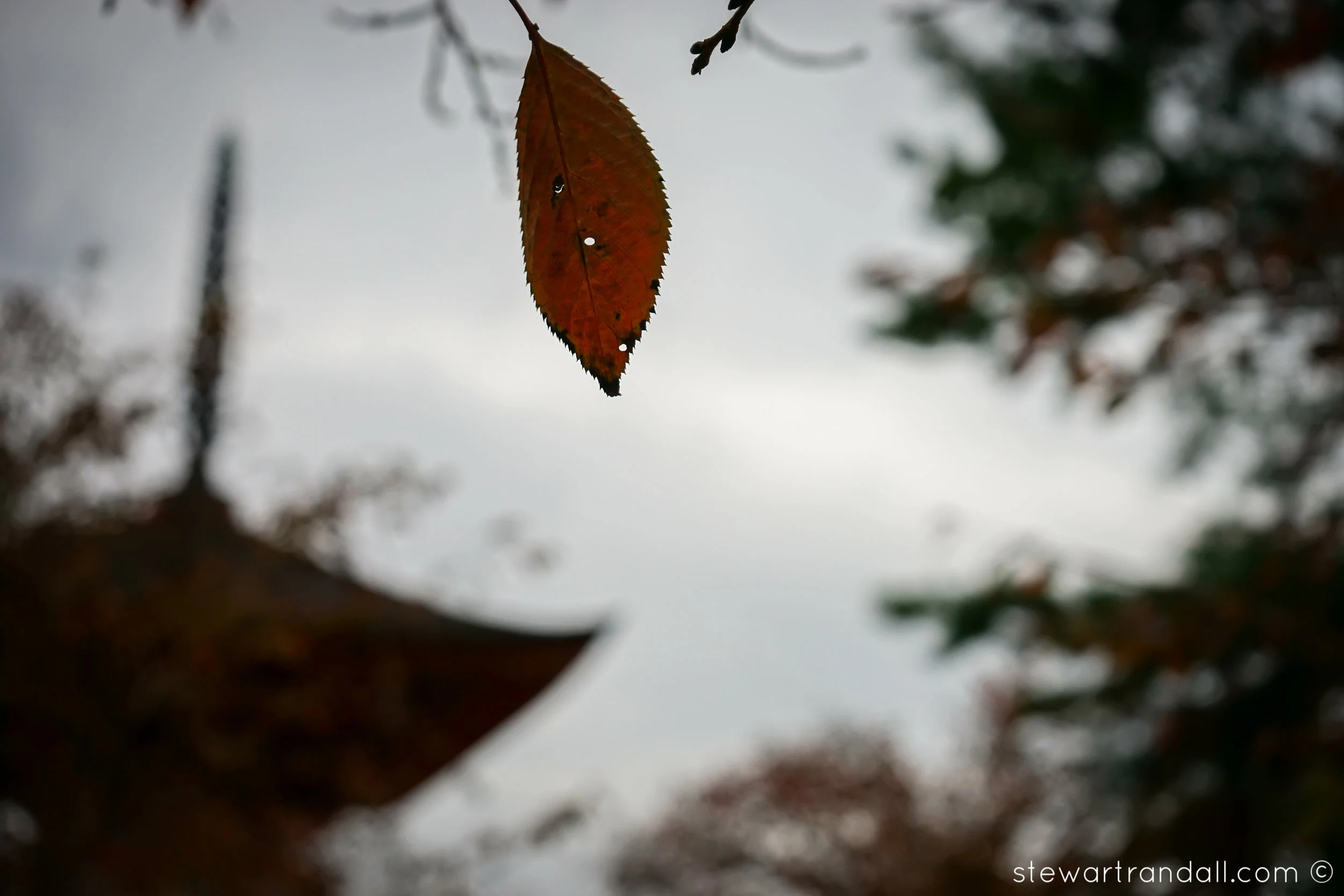 Leafy McLeaf Face