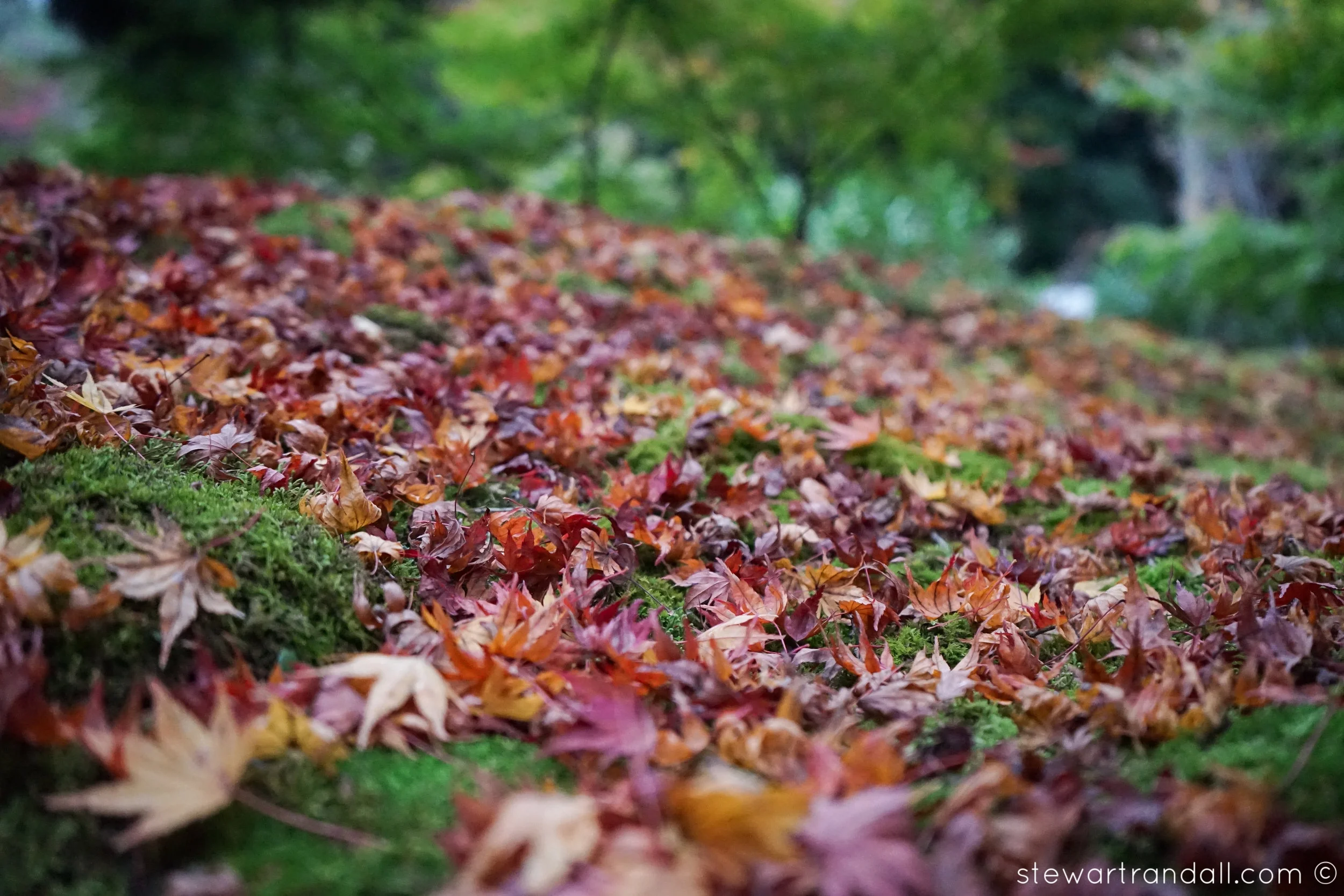 Forest Floor