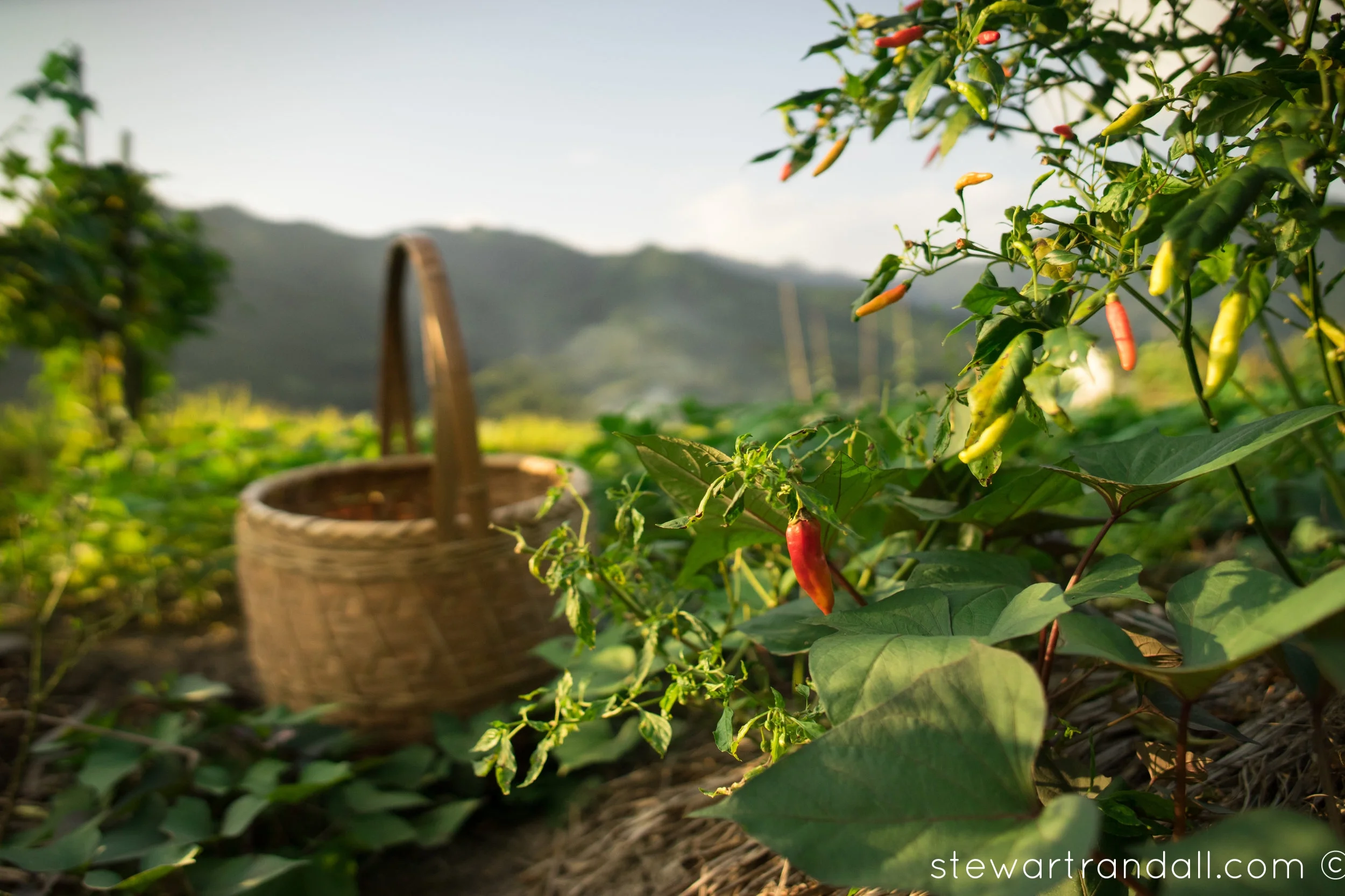 Chillies for the Picking