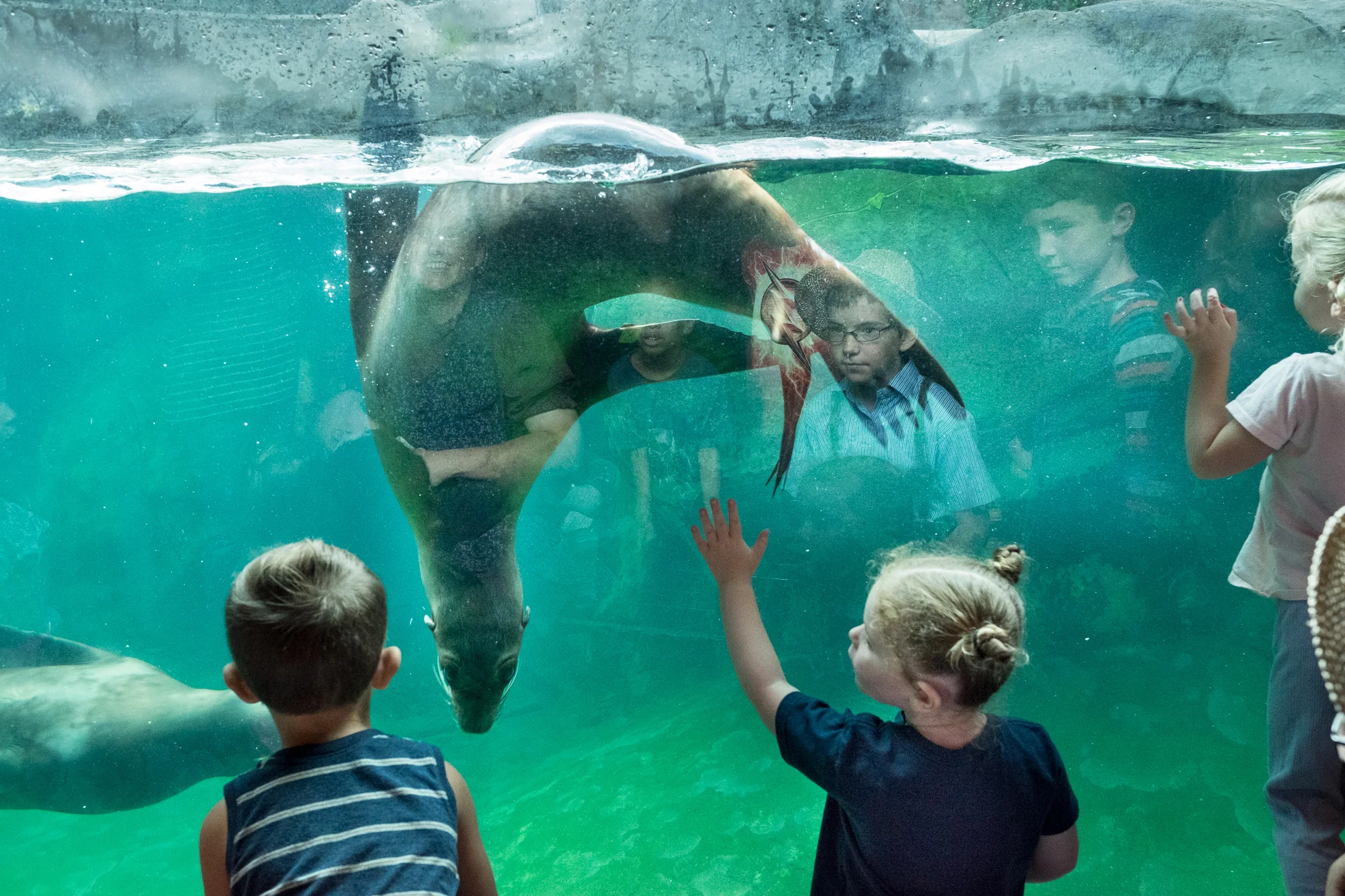 Sea Lion WATER, PhotoPlace Gallery, VT