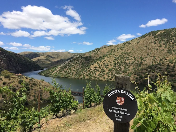 Touriga Franca grapes destined for the stunning Quinta da Leda red