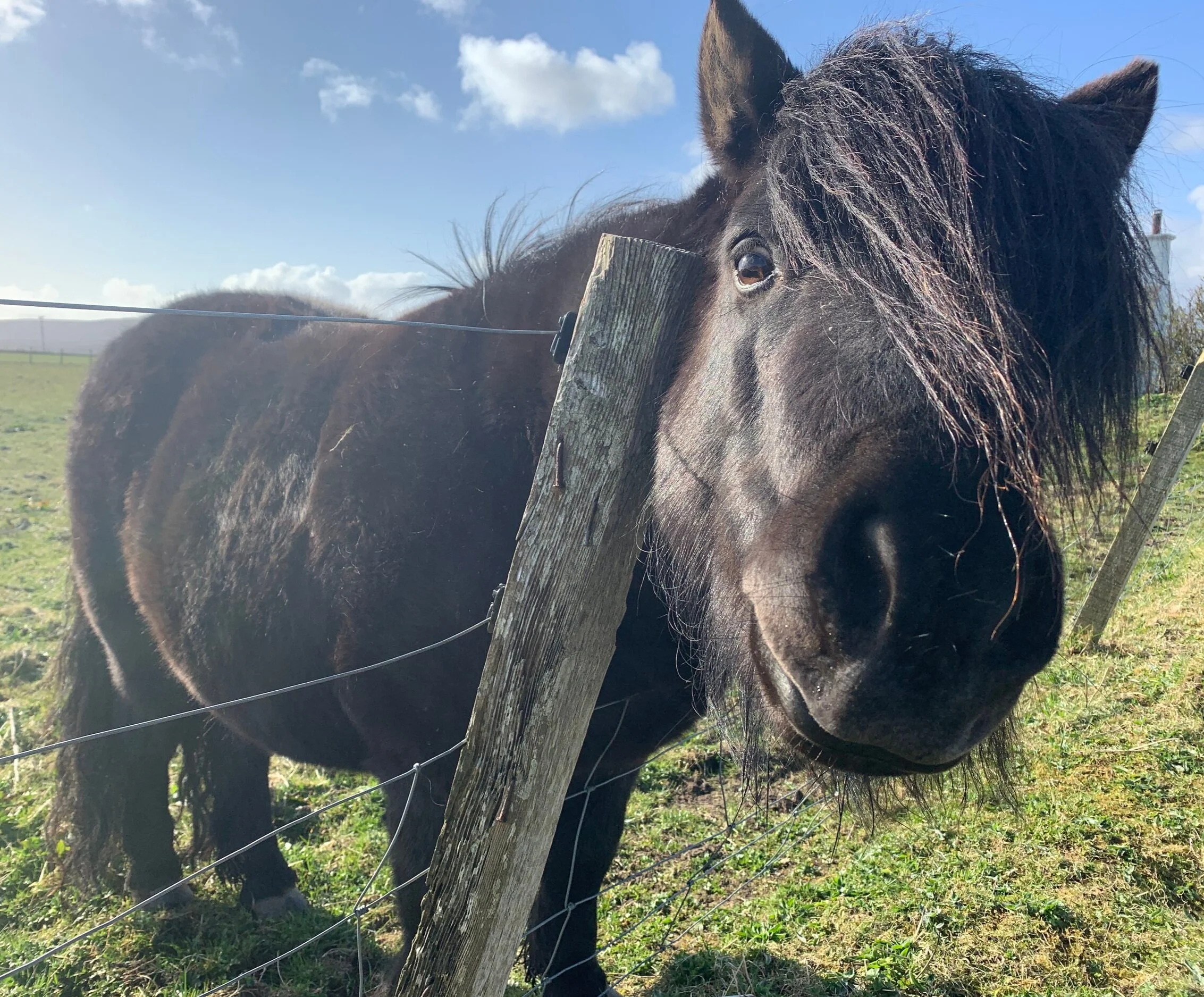 Diary of a Shopkeeper, 12th April 2020