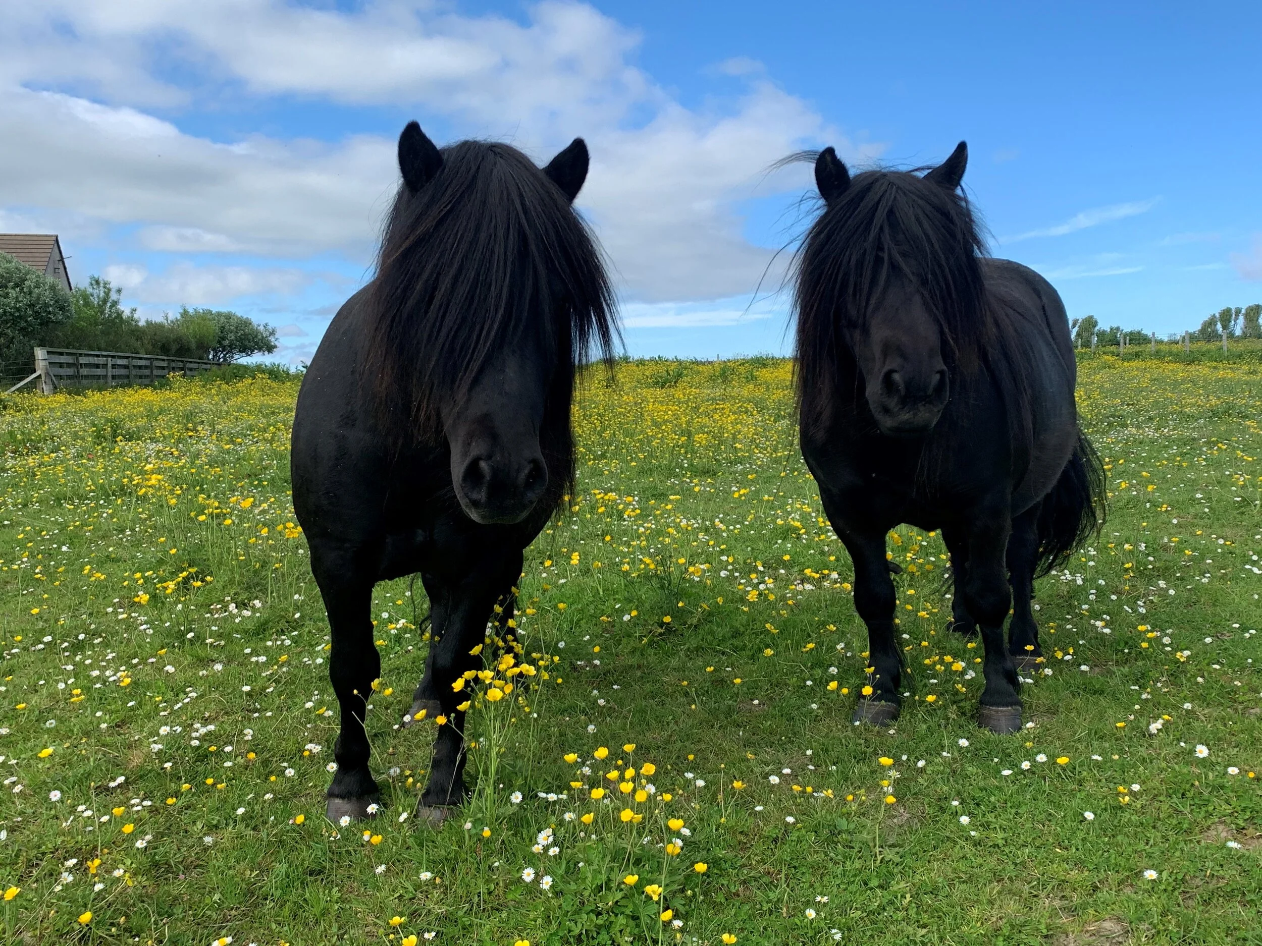 Diary of a Shopkeeper, 21st June