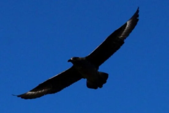 Diary of a Shopkeeper, 23rd August