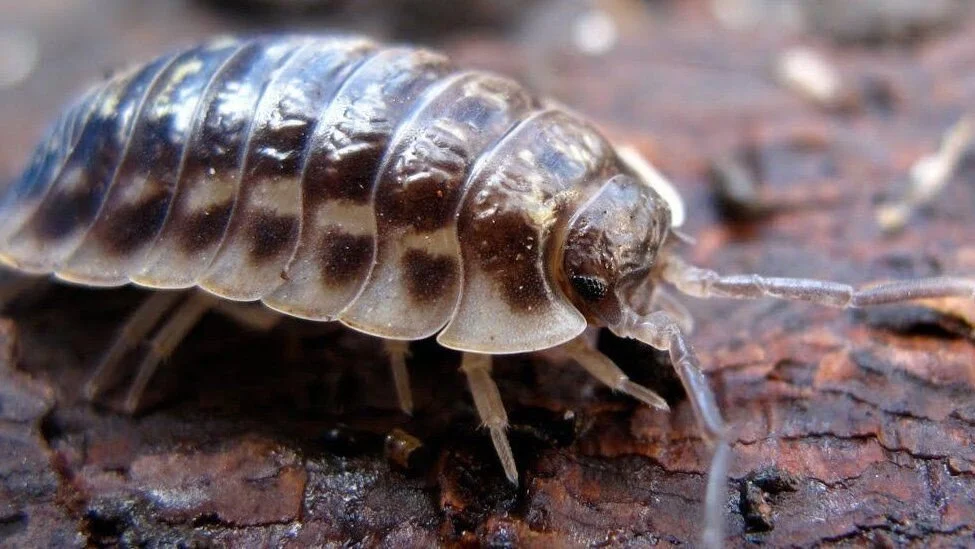 Diary of a Shopkeeper, 6th June