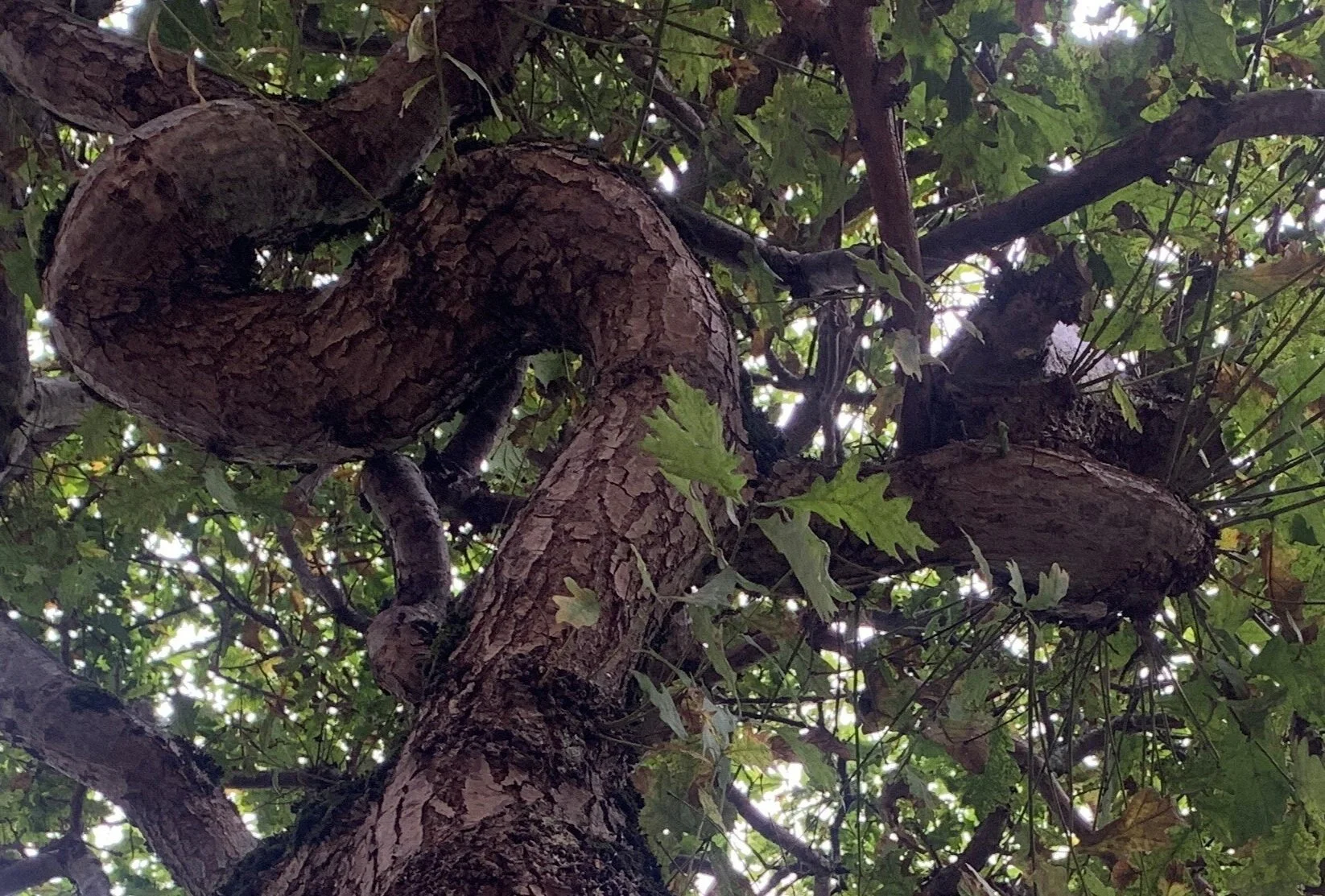 Diary of a Shopkeeper, 19th September