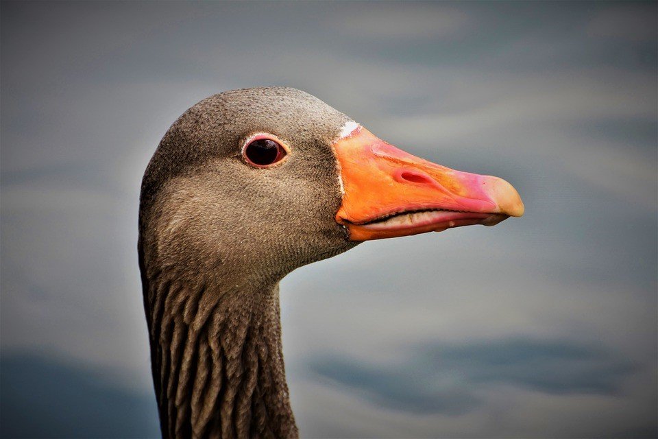 Diary of a Shopkeeper, 17th October