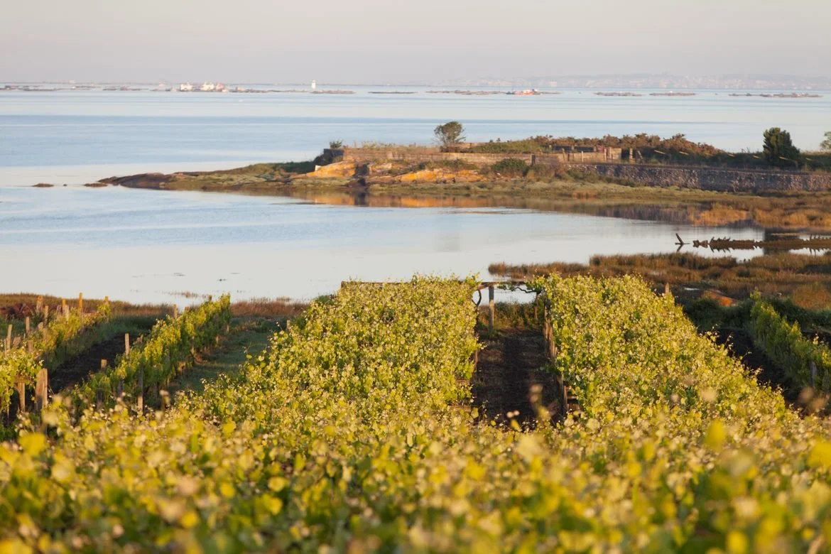 The world's greatest seafood wine: Albariño 