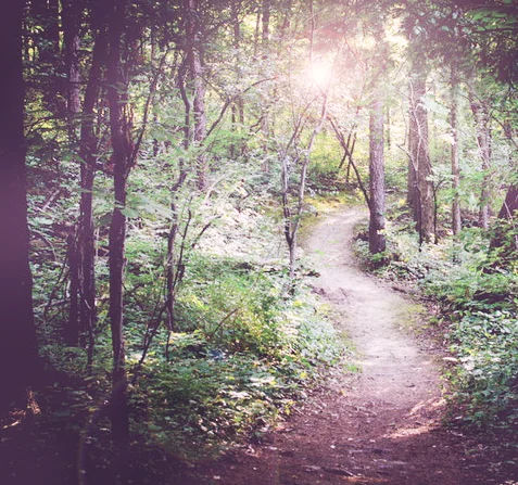 path-spiritual-mentoring-outdoor-forest.jpg