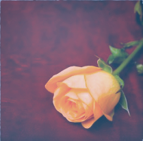 My father was dying and I wasn’t there – was there any way NOT to feel guilty?