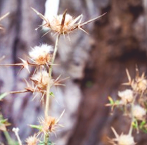 The thorny issue of forgiveness