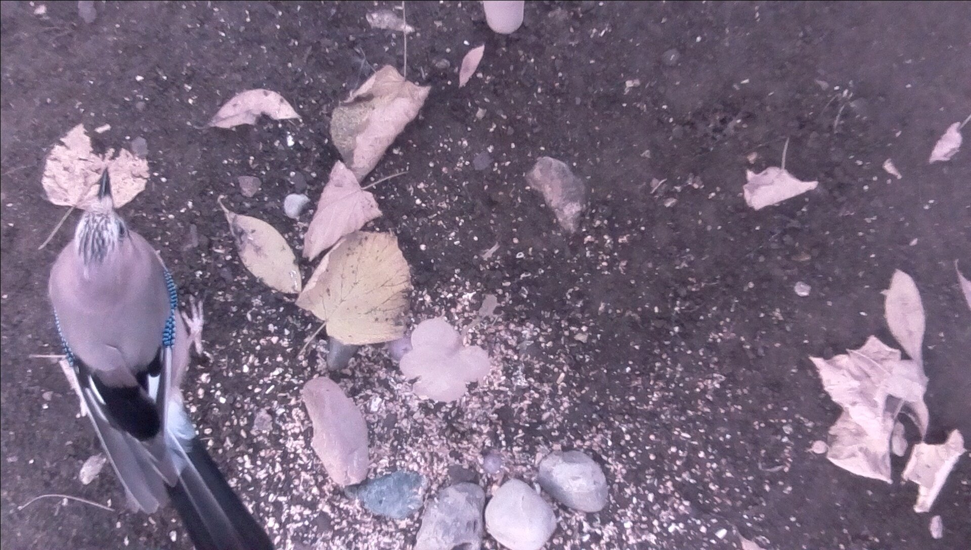 2019-09-18-08-10-17.jpg