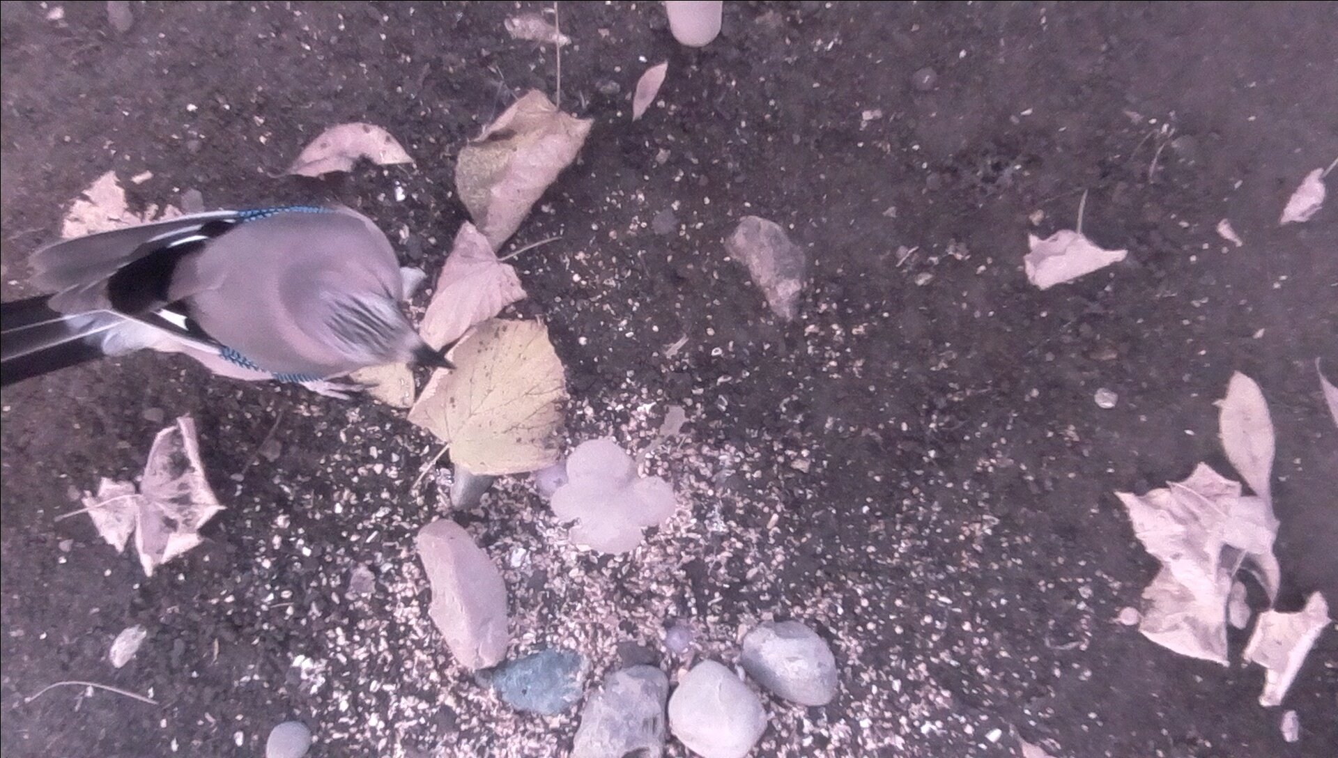 2019-09-18-08-10-22.jpg
