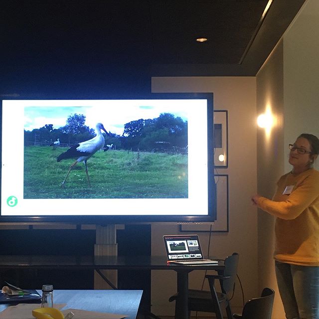 @lucyinthewild showing us a returning juvenile White Stork at @kneppsafaris who had previously been released in August 19 and had travelled to Cornwall and back. Documented with our MyNaturewatch cameras.