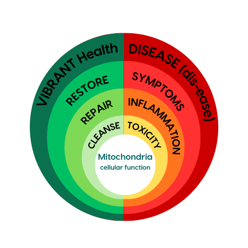 A circular diagram illustrating the relationship between mitochondrial health and disease, featuring concentric rings labeled from the center outward: mitochondria with cellular function at the core, followed by cleanse, repair, restore, vibrant health, and outermost disease (dis-ease). Inner sections are colored white to yellow indicating cellular function, with labels for inflammation, toxicity, and symptoms.