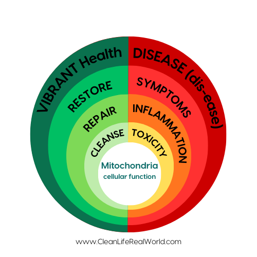 Circular diagram illustrating the effects of mitochondrial dysfunction on health, with sections labeled VIBRANT HEALTH, RESTORE, REPAIR, CLEANSE, INFLAMMATION, TOXICITY, SYMPTOMS, and DISEASE (dis-ease), emphasizing the importance of mitochondrial health for overall well-being.