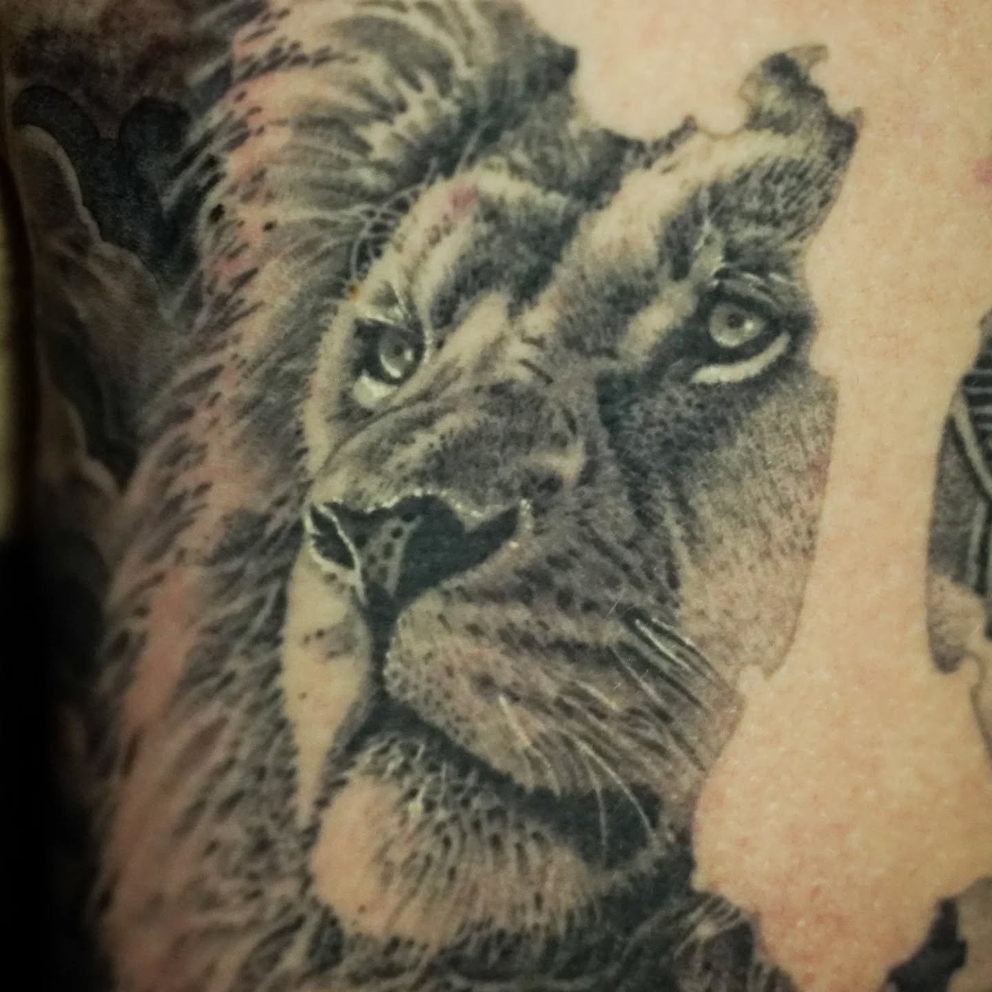 Close up of the healed lion from my previous post. This portion of this project has been healed for a while when this photo was taken. Maybe 6 months? I don't gauge time very well but we had a while between sessions. 

Thank you guys so much for your