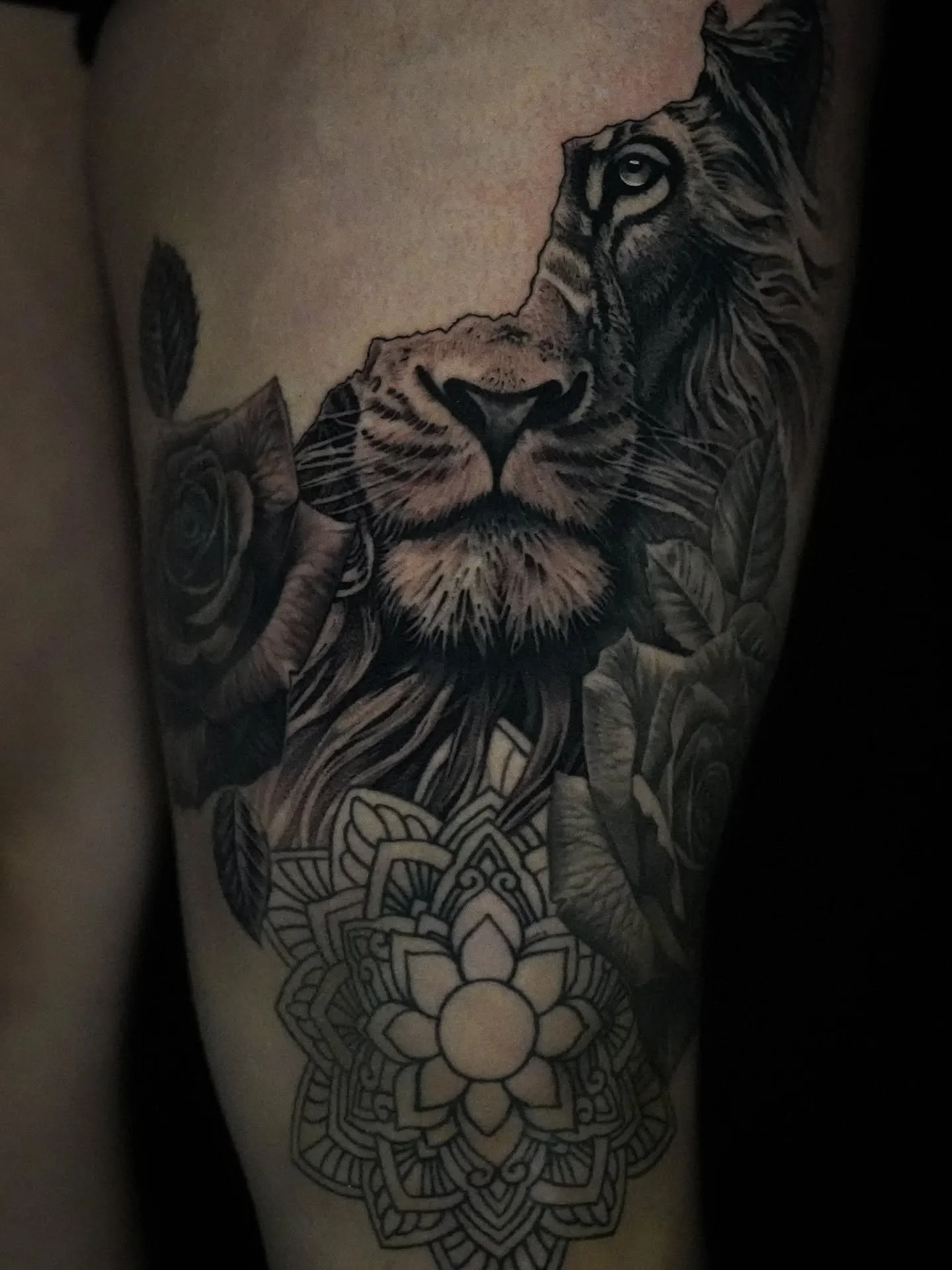 In progress thigh piece 

I will always love tattooing roses and lions. I always try to make the next one I do the best one that I do and there is always something more you can add to take it to the next level. 

I love my job and my people. 🙏

Sche