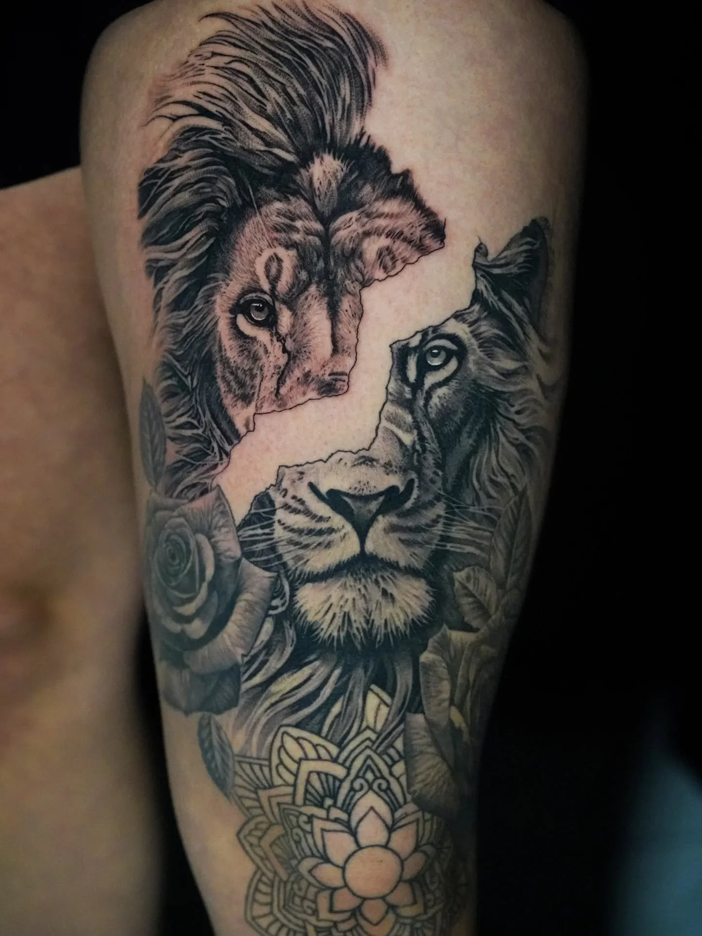 In progress thigh piece! We still have at least one more session to finish this out. The top half of the lion face is all fresh in this photo and the the rest is healed. More to come soon🙏

Schedule now through my Bio!