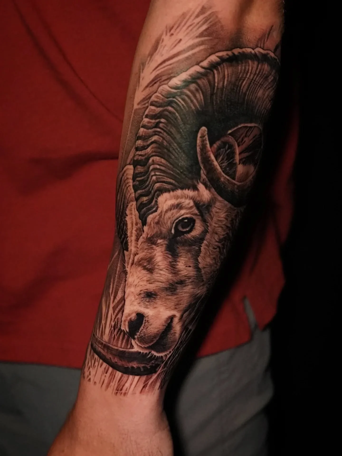 My calendar for June just opened up for scheduling! Link to my calendar is at the top of my profile. 

This ram is part of a sleeve design I posted a couple months back. I've had a blast with the first piece of this sleeve. About 13 hours in it so fa