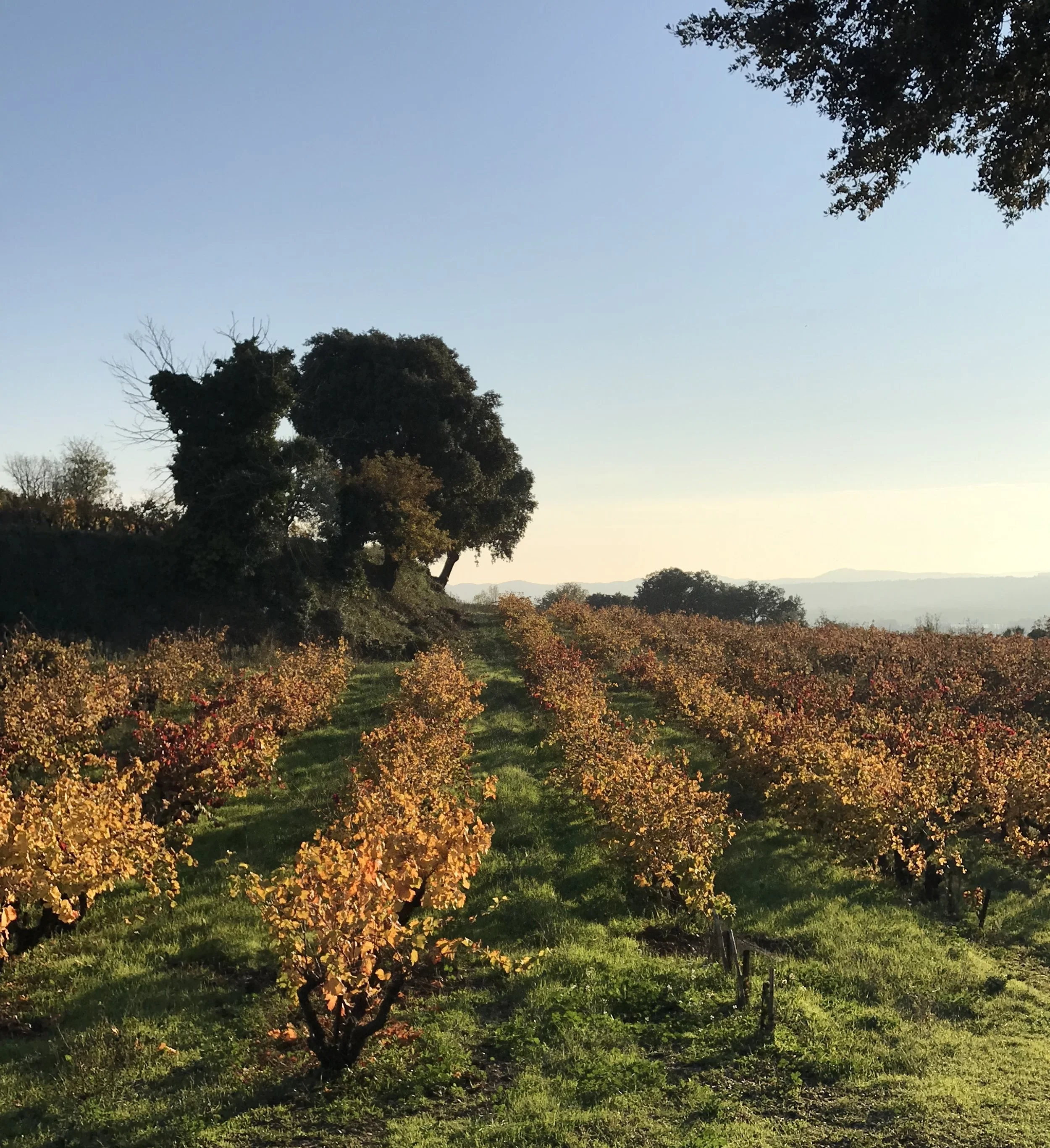 Chateauneuf-du-Pape.jpeg