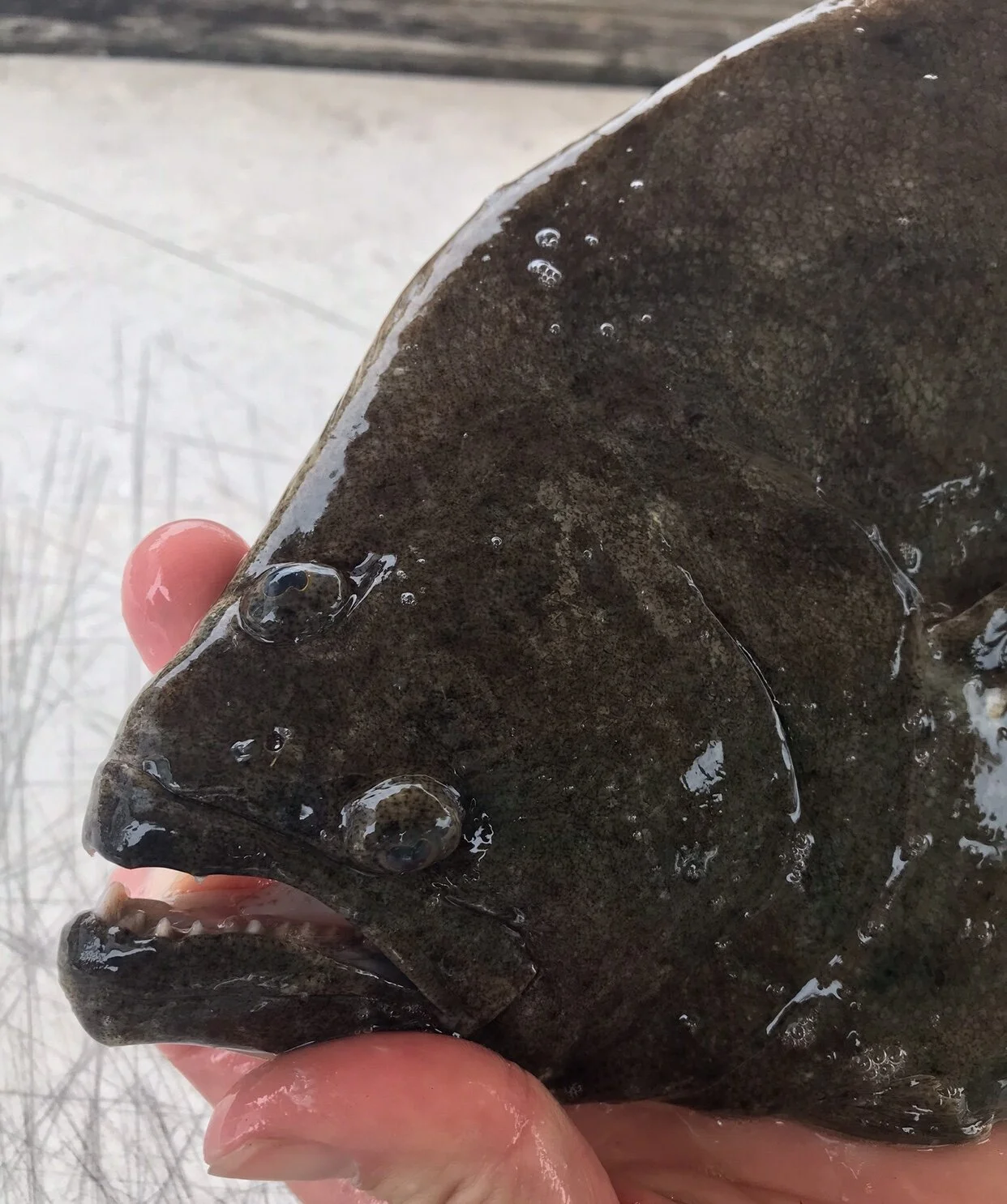 Pairing Wine With Flounder — KnowWines