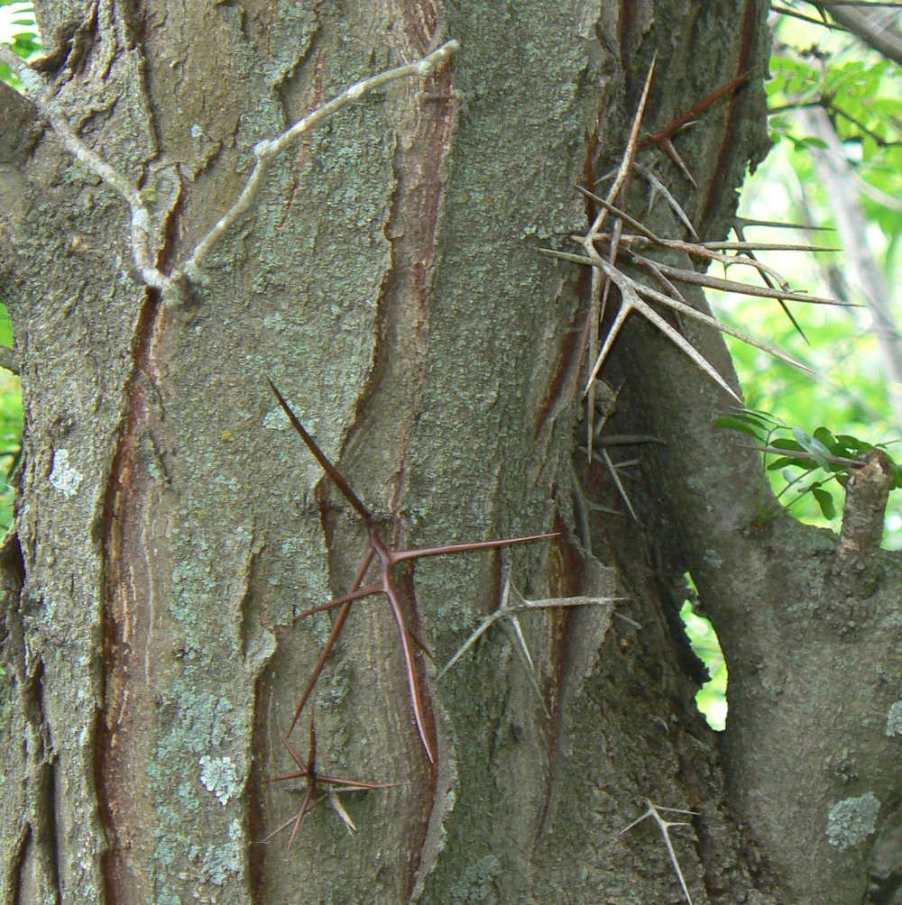 tree spotlight #1: honey locust — arborpolitan: garden care
