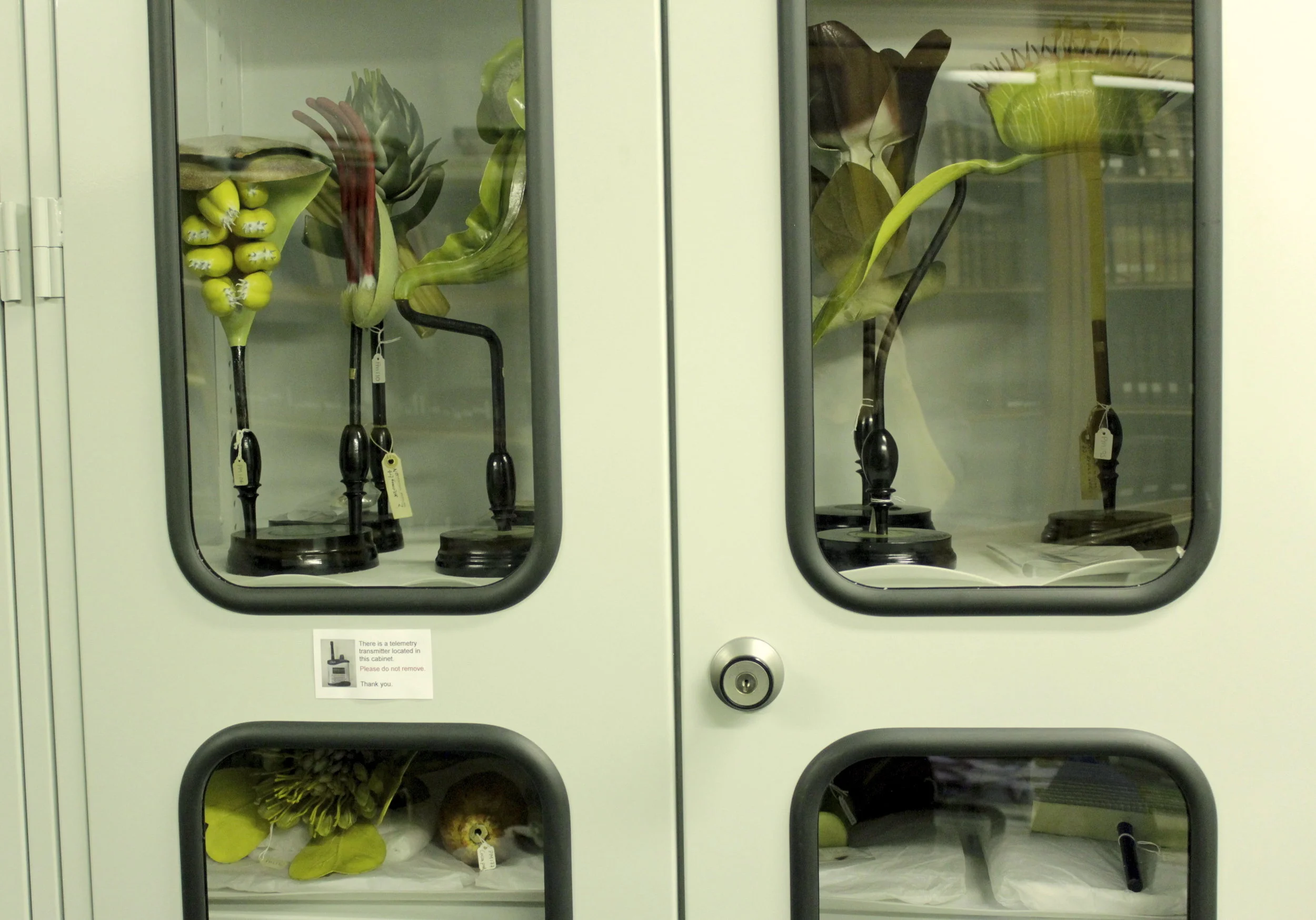 Brendel botanical models at the World Museum, Liverpool