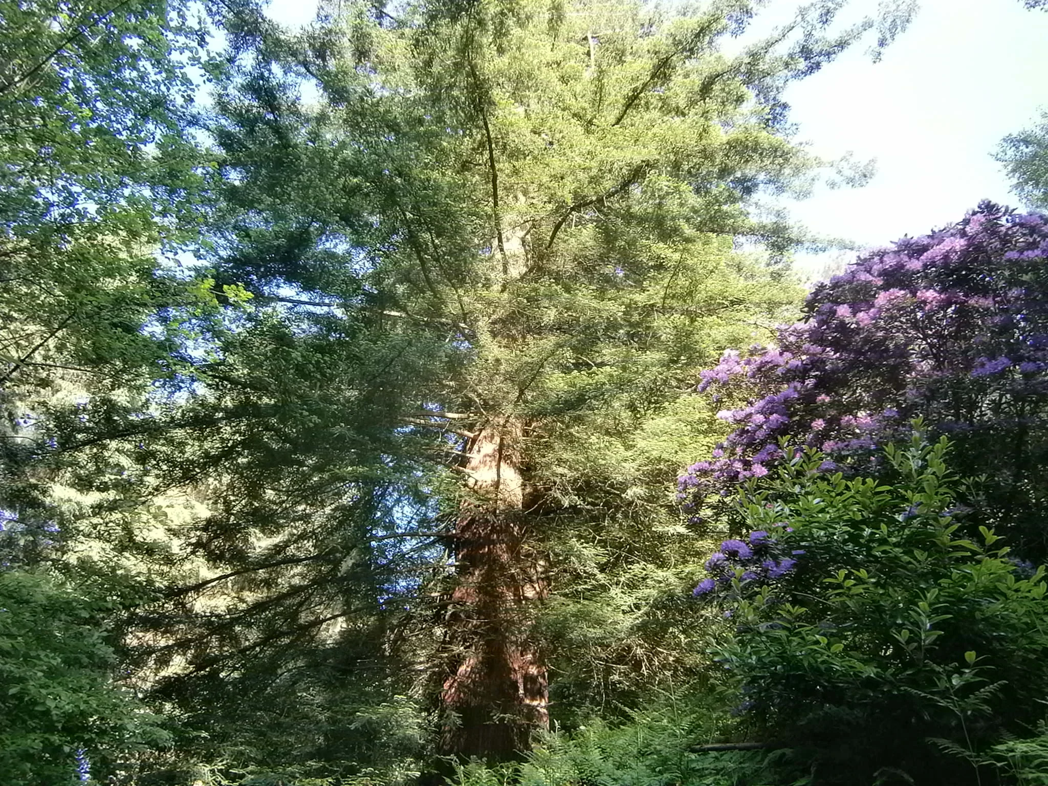 Jerwood Open Forest Research: Leigh Woods &amp; Paradise Bottom