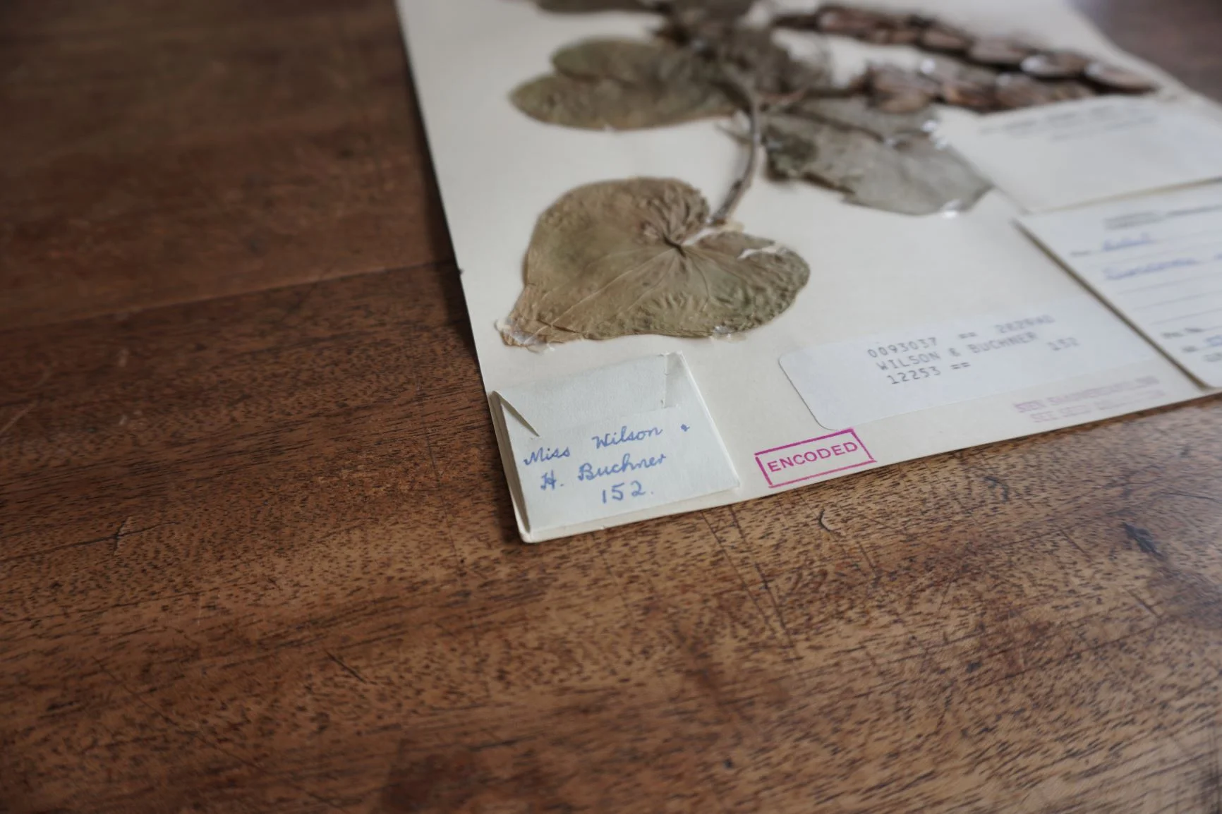 Yams, hormones and bioprospecting