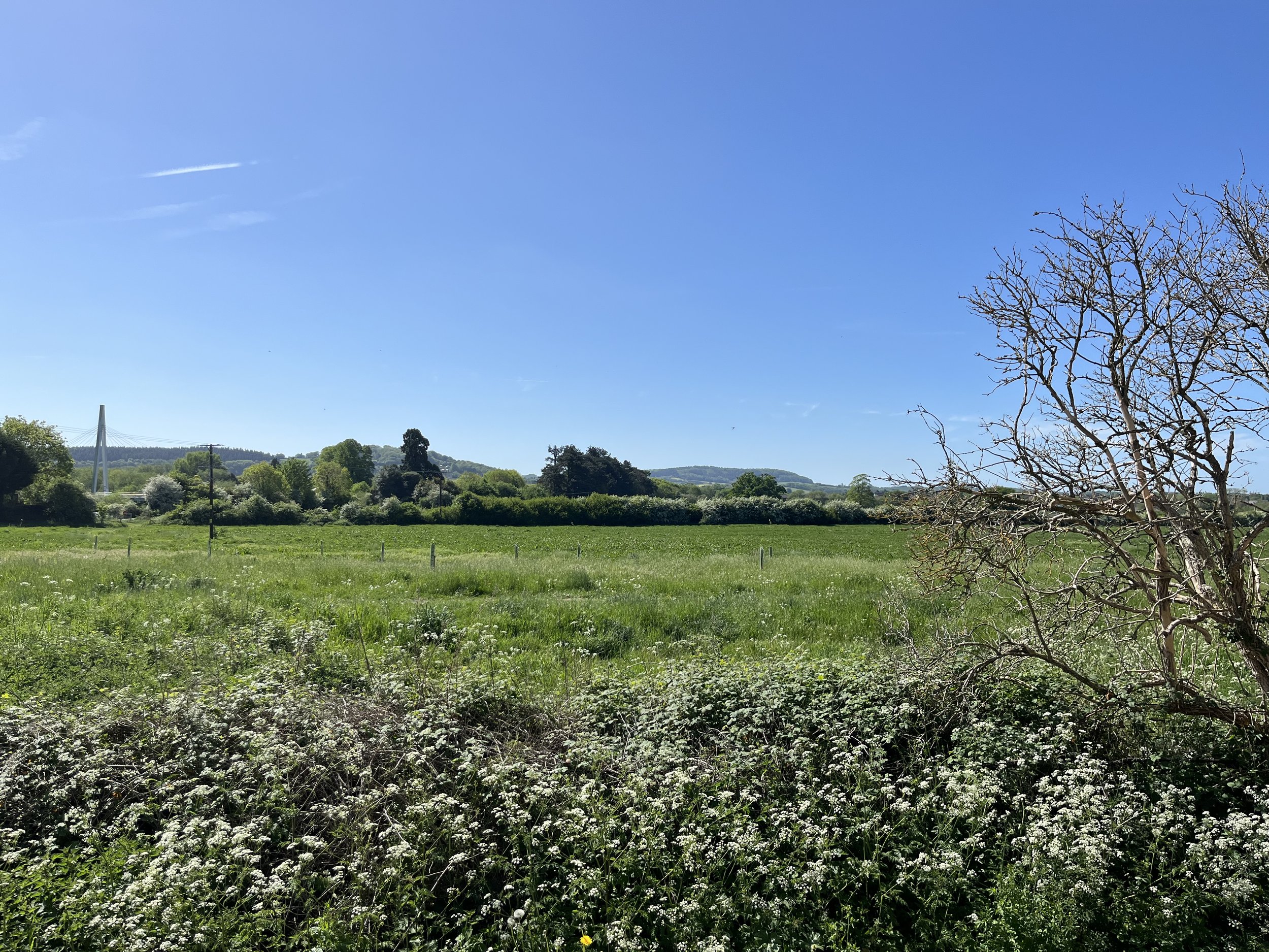 IMG_3375.jpeg