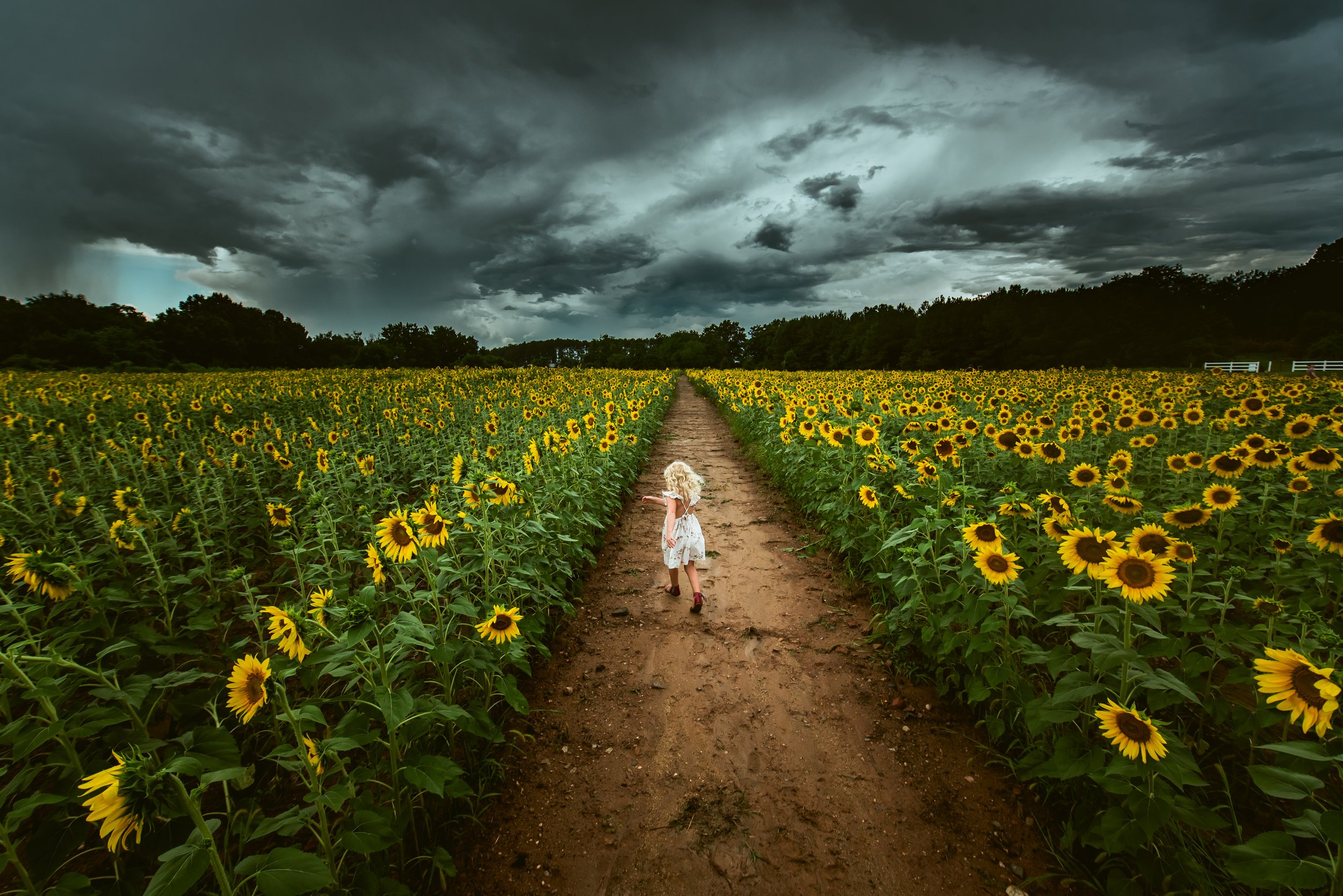 Girl twirling in sunflowers