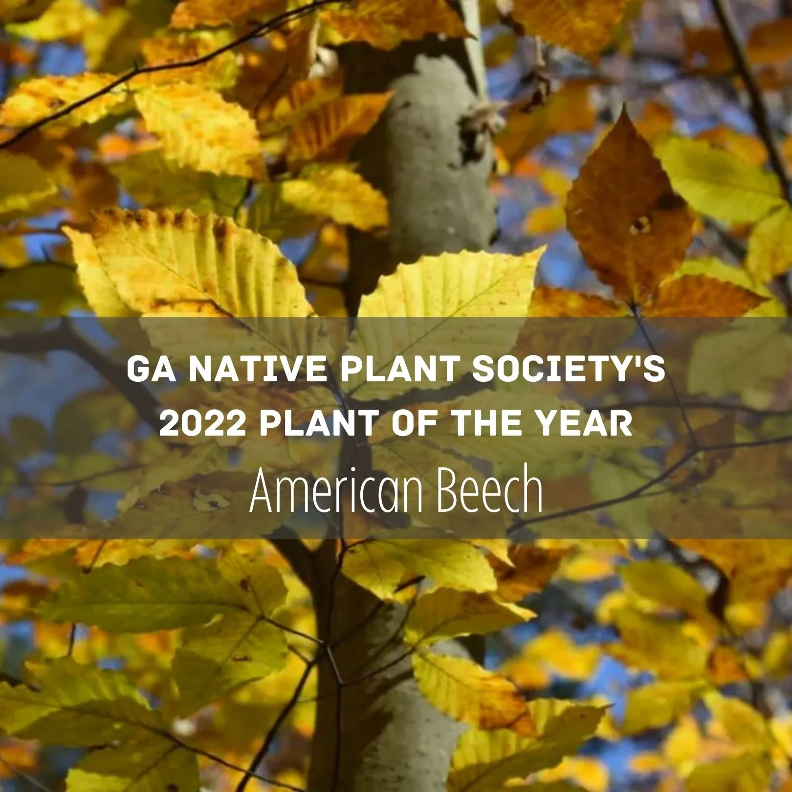 2022 GNPS Plant of the Year - American Beech