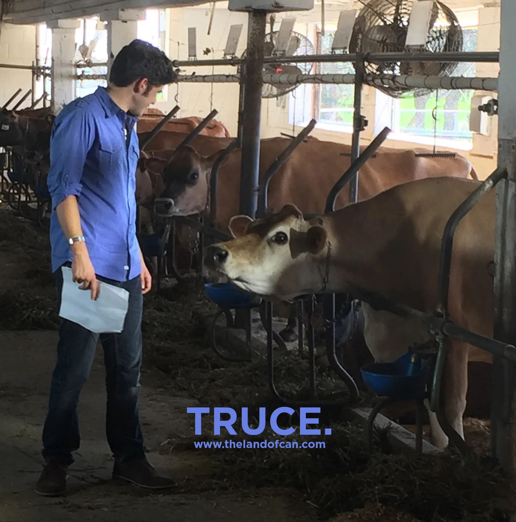 Wednesday cow.jpg