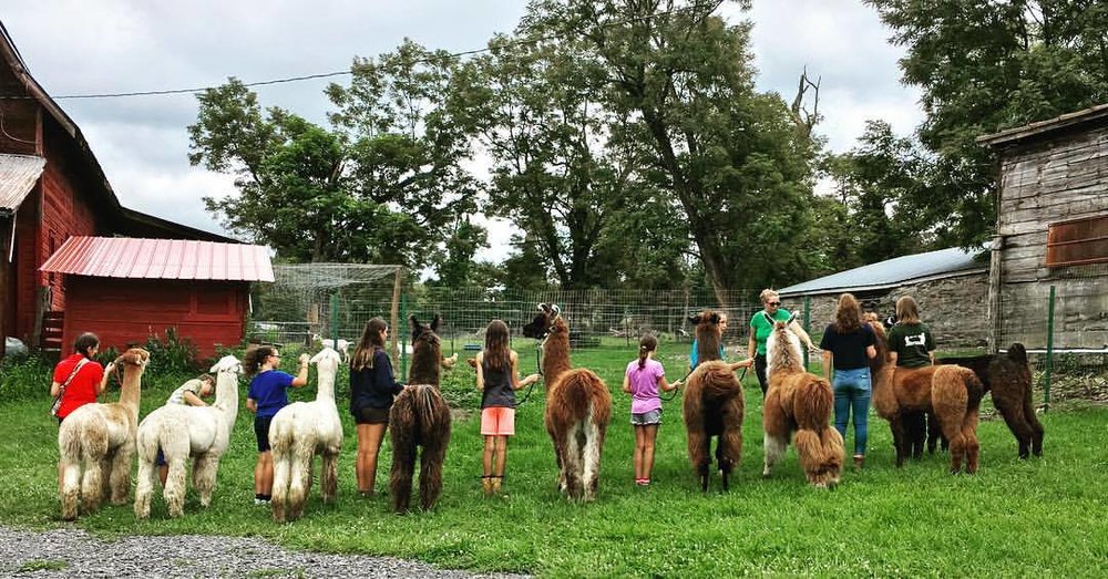 4H Spitters Club — % Llama Alpaca Hikes near me