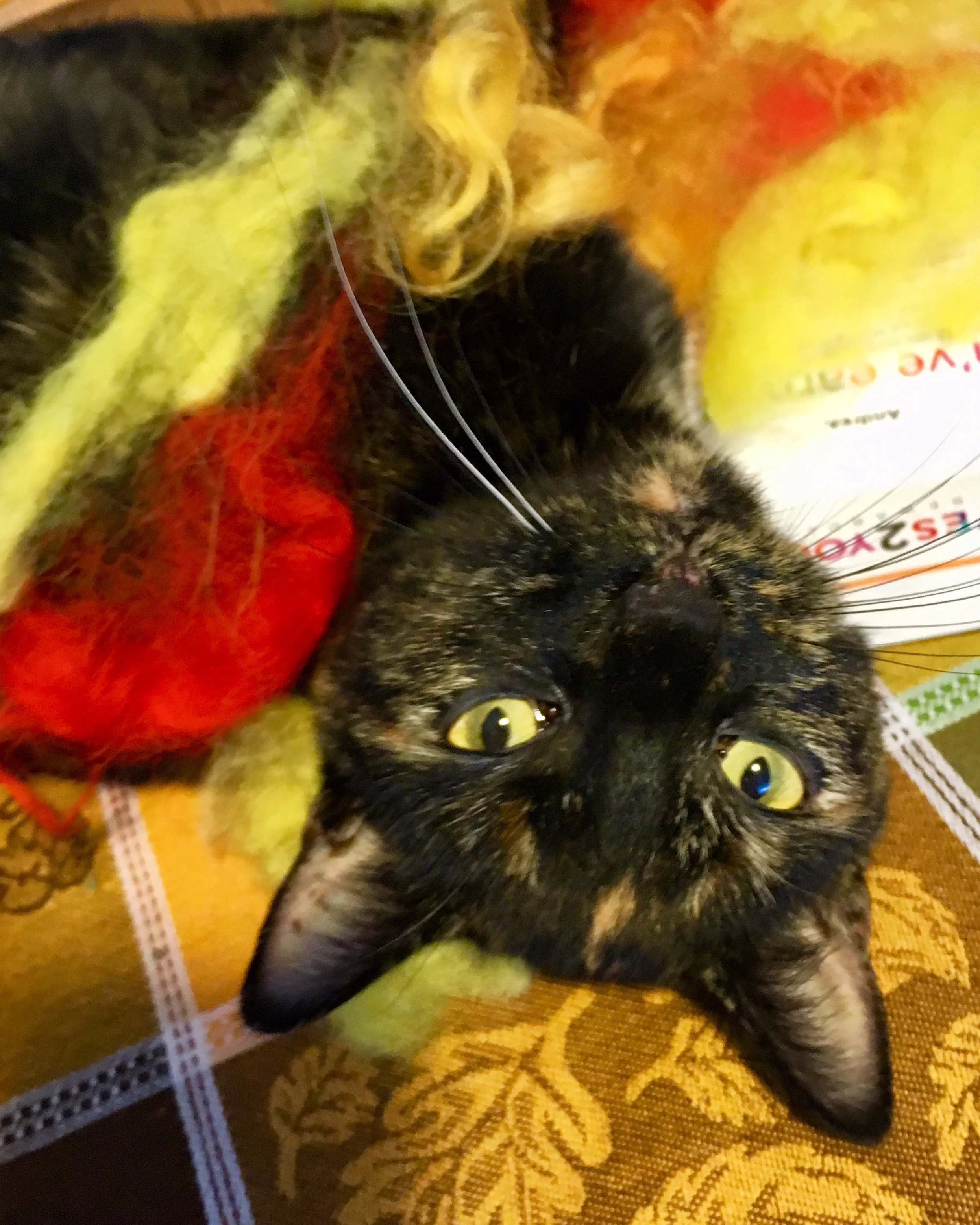 Meet Pip-pity Piper the cat
