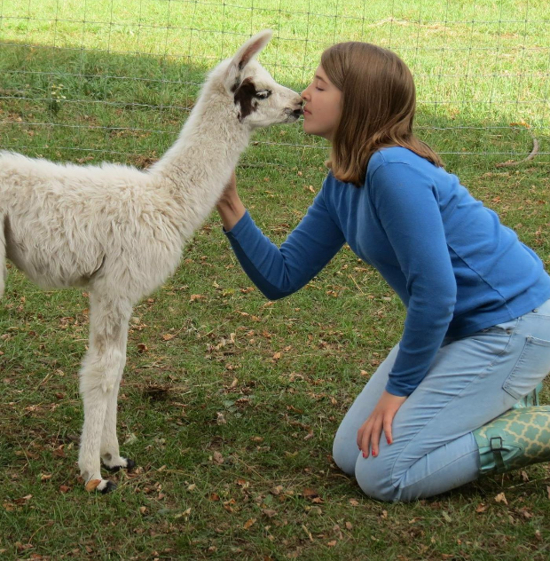 All Natural Alpaca Yarn — Clover Brooke Farm Llama Alpaca Hikes